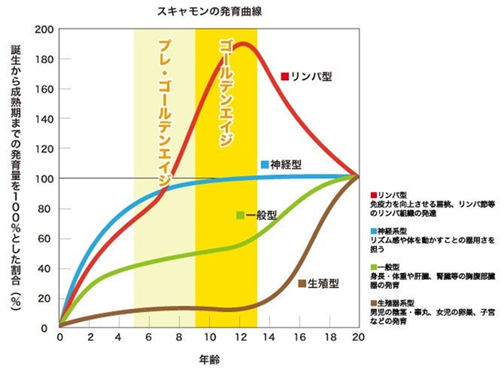 スキャモンの発育曲線